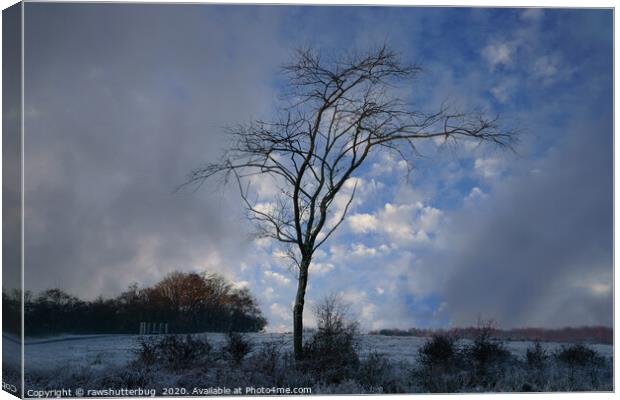 Single Tree At A Frosty Chasewater Country Park Canvas Print by rawshutterbug 