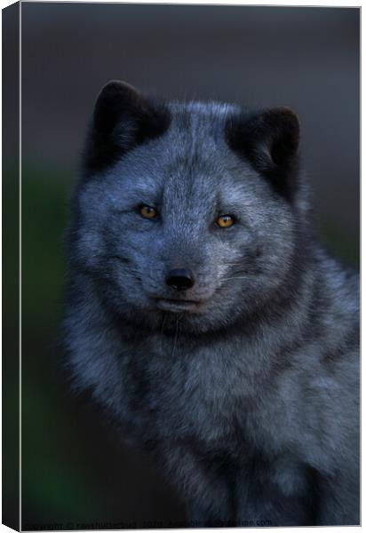 Arctic Fox Looking You Canvas Print by rawshutterbug 