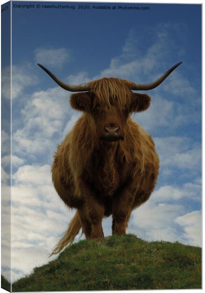 Highland Cow On A Hill Canvas Print by rawshutterbug 