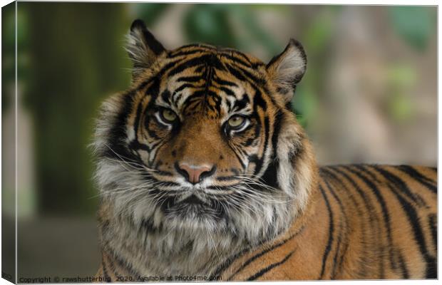 Sumatran Tiger Close-Up Canvas Print by rawshutterbug 