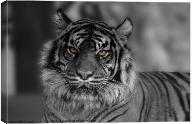 Mesmerizing Gaze of the Endangered Sumatran Tiger Canvas Print by rawshutterbug 