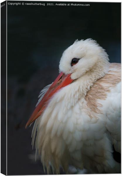 White stork Canvas Print by rawshutterbug 