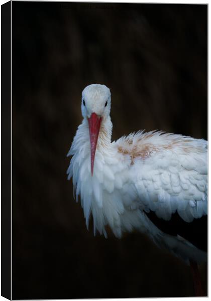 White Stork Canvas Print by rawshutterbug 