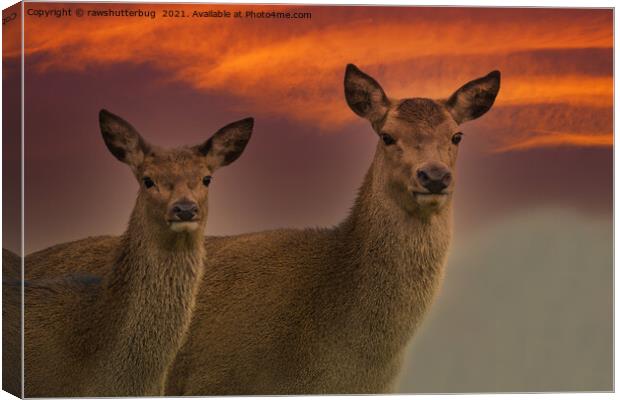 Red Deer At Sunset Canvas Print by rawshutterbug 