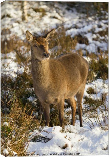 Red Deer In The Snow Canvas Print by rawshutterbug 