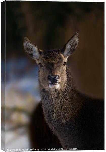 Red Deer Hind Canvas Print by rawshutterbug 
