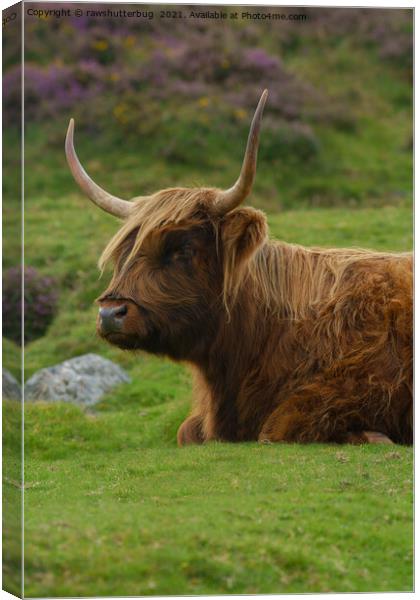 Resting Highland Cow Canvas Print by rawshutterbug 