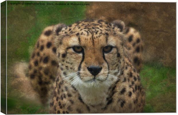 Intense Cheetah Stare Canvas Print by rawshutterbug 