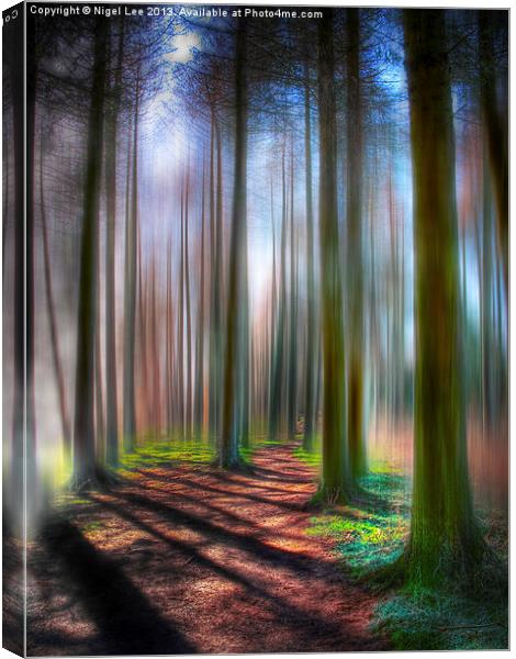 The Tall Trees Canvas Print by Nigel Lee