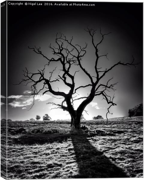 Withered Tree Canvas Print by Nigel Lee