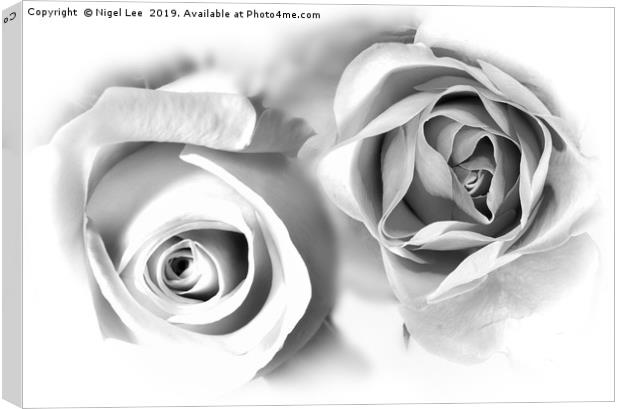 Roses Canvas Print by Nigel Lee