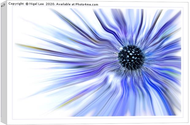 Eryngium Alpinum Canvas Print by Nigel Lee