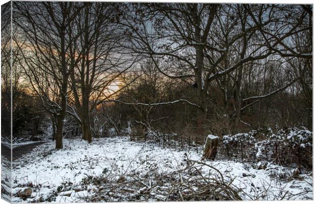 Winter in the woods at Sunset Canvas Print by Ray Hill