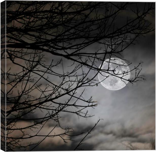 Moon Behind Trees on A Cloudy Night Canvas Print by Ray Hill