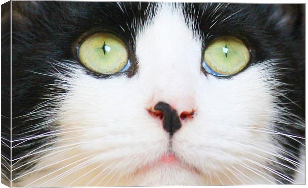 green eyed cat Canvas Print by Kayleigh Meek
