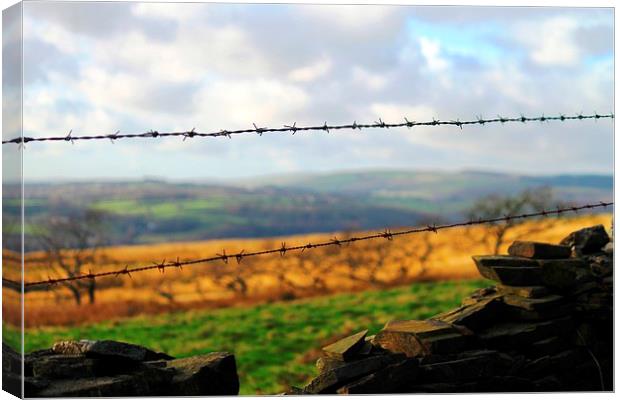 Through the wire Canvas Print by Kayleigh Meek