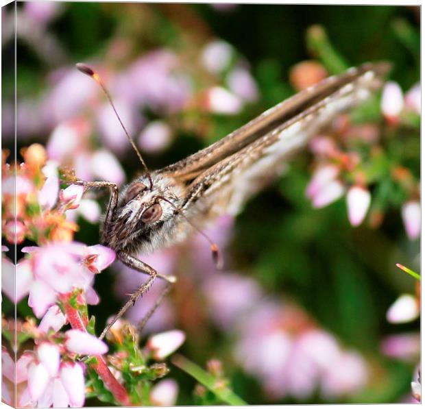 A butterfly amongst the heather Canvas Print by Kayleigh Meek