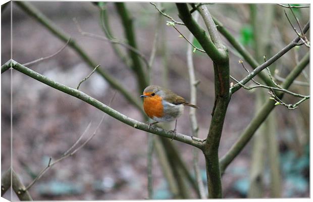 robin in a tree Canvas Print by Kayleigh Meek