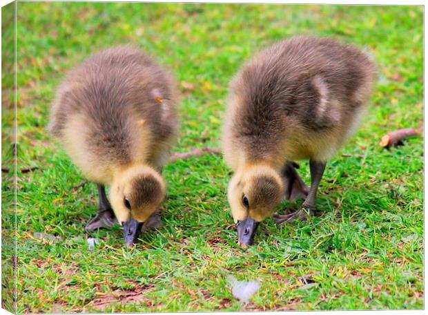 Two Ducklings Canvas Print by Kayleigh Meek