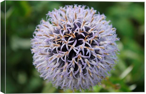 Allium Canvas Print by Kayleigh Meek