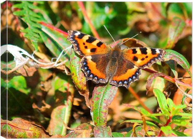 small tortoiseshell butterfly Canvas Print by Kayleigh Meek