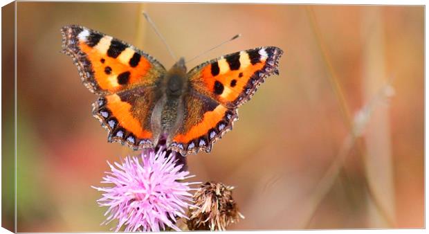  Small Tortoiseshell Butterfly Canvas Print by Kayleigh Meek
