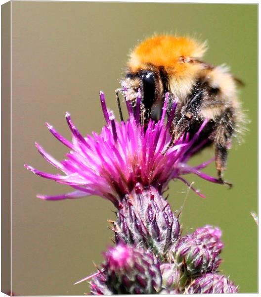  Bumble bee on a thistle Canvas Print by Kayleigh Meek