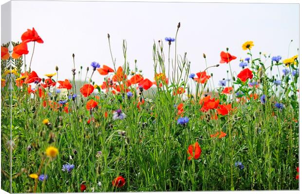  Poopies and Cornflowers Canvas Print by Kayleigh Meek