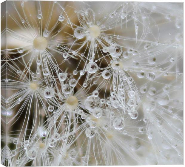 Close up seeds and water droplets Canvas Print by Kayleigh Meek