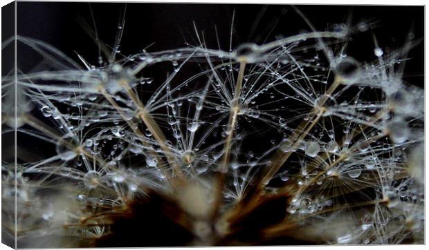  dandelion seeds and rain Canvas Print by Kayleigh Meek