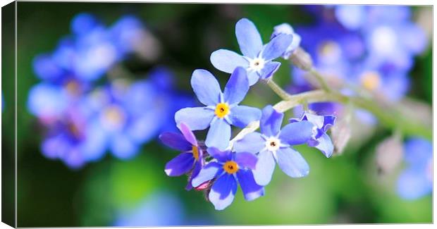  Forget Me Not Canvas Print by Kayleigh Meek