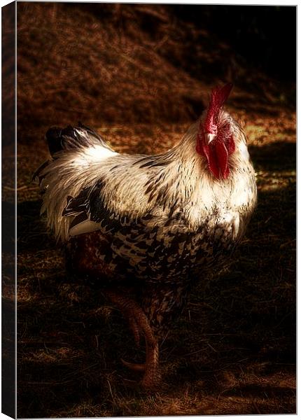 The Cockerel Canvas Print by Alison Streets