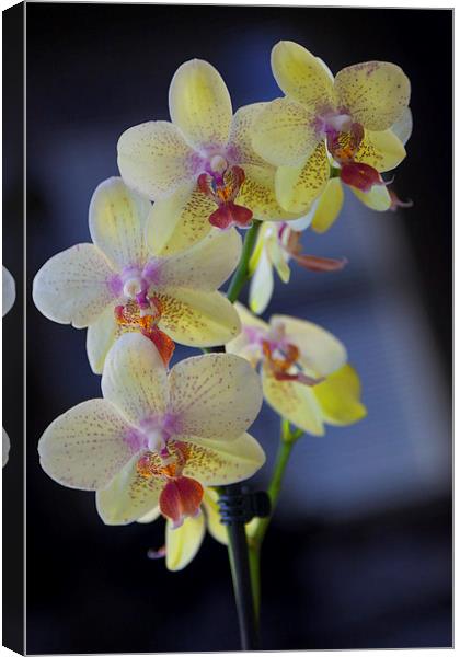 Yellow Orchids Canvas Print by Jim O'Donnell