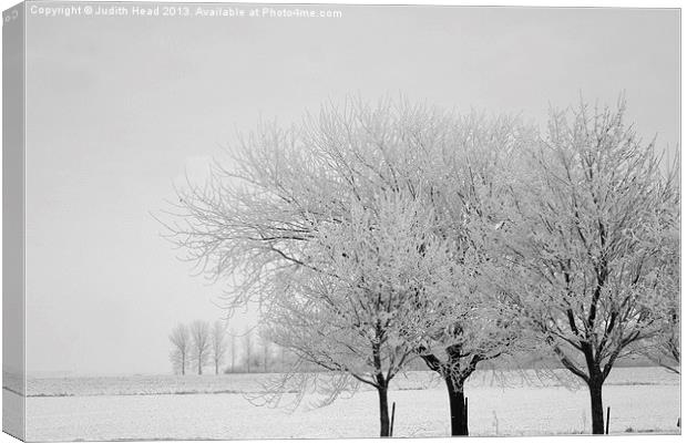 Wintry Trees Canvas Print by Judith Head