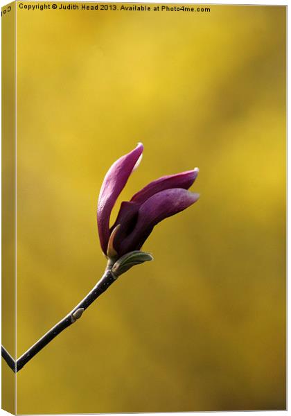 Bud And Bokeh Canvas Print by Judith Head