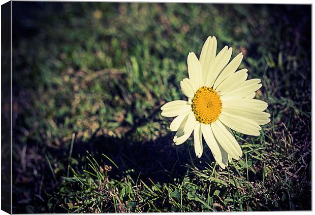  Daisy vintage Canvas Print by Matthew Silver