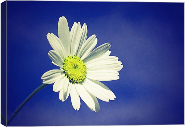 Daisy in a summers sky with a vintage effect Canvas Print by Matthew Silver