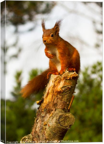 Hand on Heart Canvas Print by Brian Avery