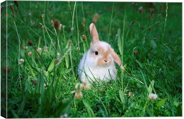 Rabbit in a clover field Canvas Print by Martin Maran
