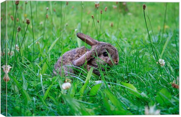 Rabbit in a clover field Canvas Print by Martin Maran
