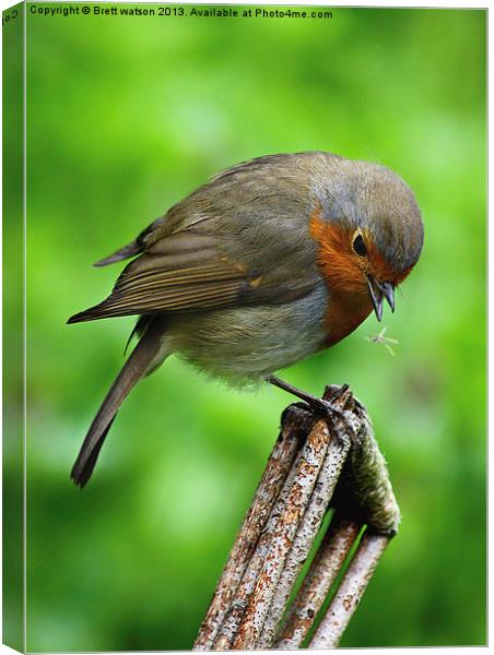 a robin redbreast just about to eat Canvas Print by Brett watson