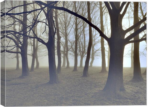 trees in the mist at knole park Canvas Print by Brett watson