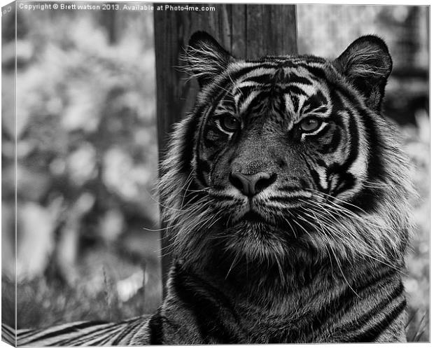 a proud tiger Canvas Print by Brett watson