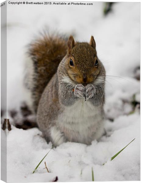 squirrel in the snow Canvas Print by Brett watson