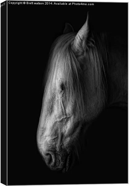 an old shire horse Canvas Print by Brett watson