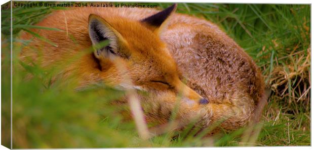 a sleeping fox Canvas Print by Brett watson