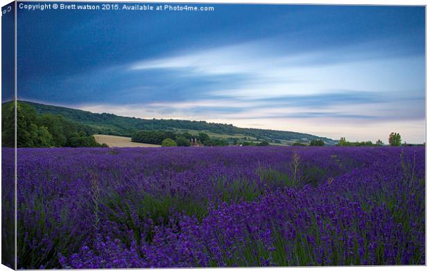  lavender fields Canvas Print by Brett watson