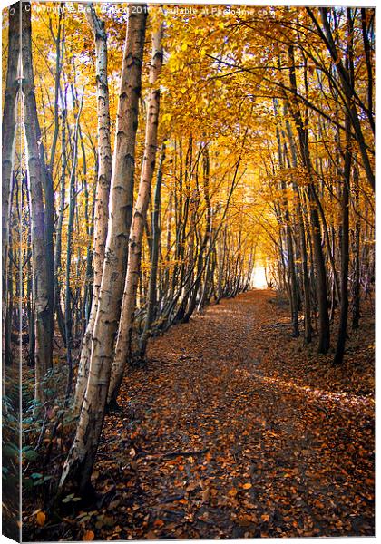  autumn path way Canvas Print by Brett watson
