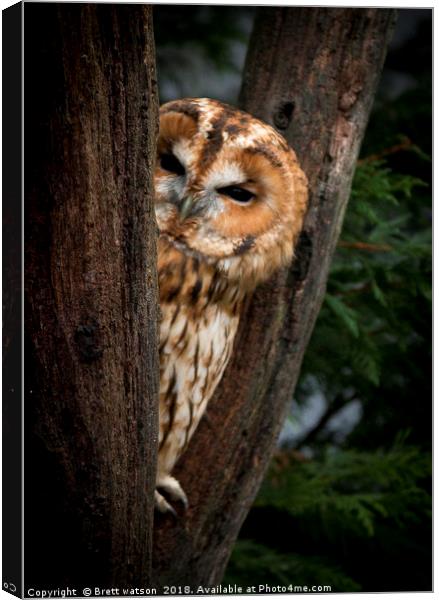 tawny owl Canvas Print by Brett watson