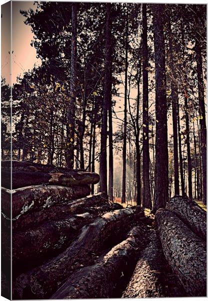 Logs in the Forest Canvas Print by Natalie Foskett